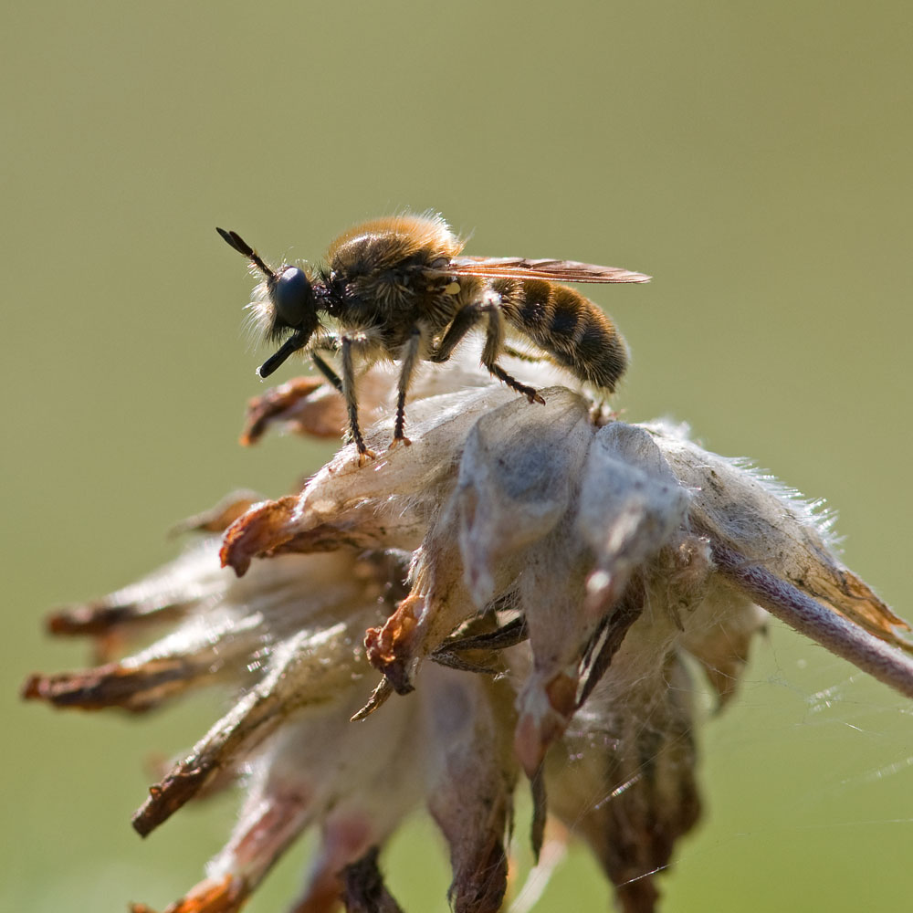 Choerades fuliginosa